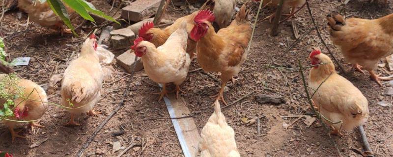 三黄鸡的养殖周期，只需要饲养50-60天即可出栏