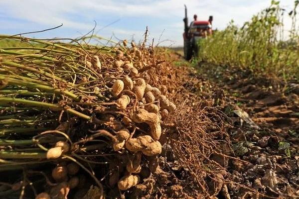 花生收获、留种、晒种和贮藏技术，收获后应带秧倒置在田间晾晒