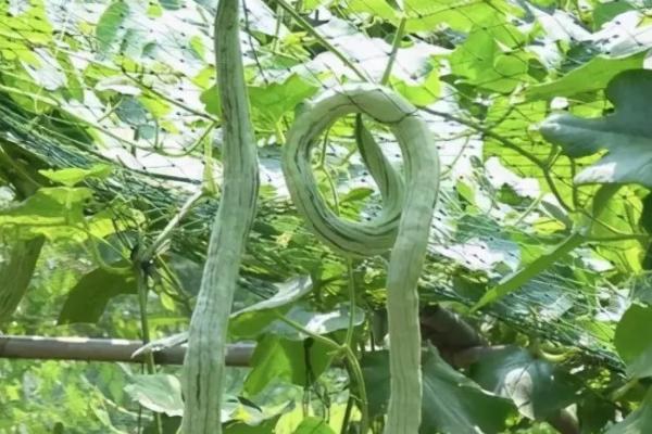 蛇瓜的种植技术，通常在2月上旬播种