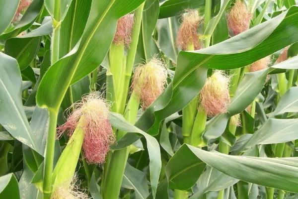成玉938玉米种子特征特性，密度4200—4800株/亩