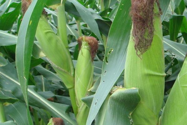 大天986玉米种子特点，适宜播种期3月底至5月底