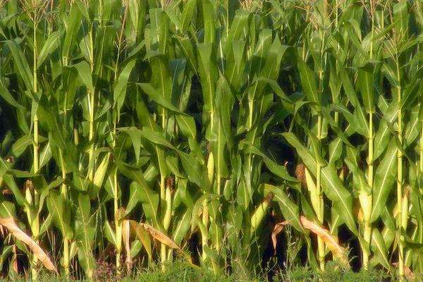 F98玉米品种的特性，适宜播种期4月下旬至5月上旬