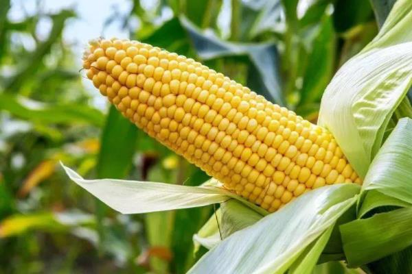 吉农大610玉米种简介，密度5500—6000株/亩
