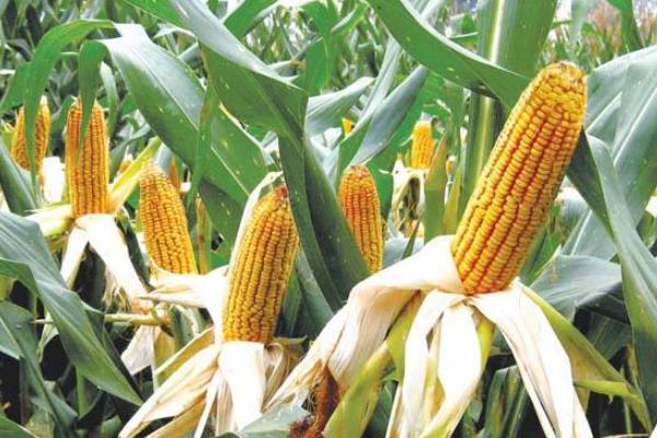 龙垦34玉米种子特征特性，中抗穗腐病
