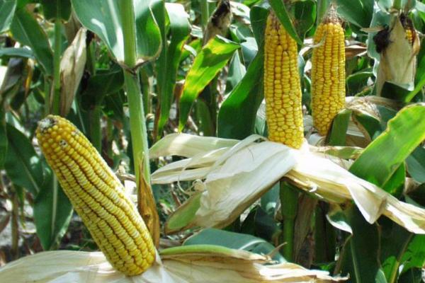 龙垦34玉米种子特征特性，中抗穗腐病
