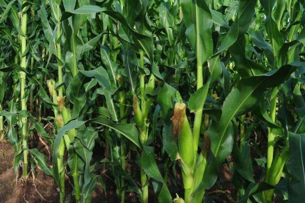 吉兆6号玉米种简介，密度4500株/亩左右
