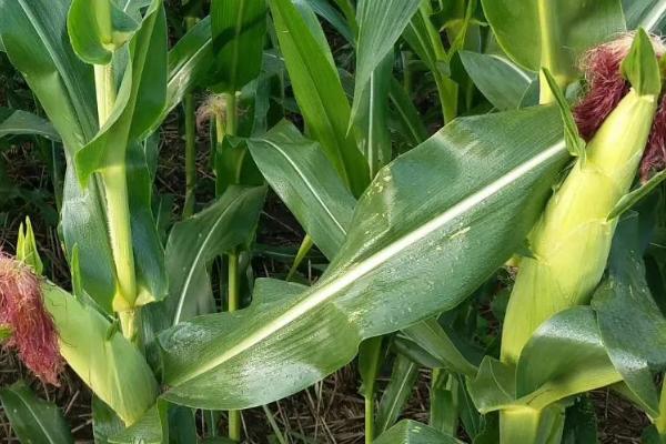 长城317玉米品种简介，适宜播种期4月下旬至5月上旬