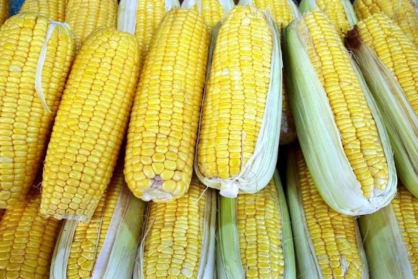 佳270玉米品种简介，适宜播种期春播