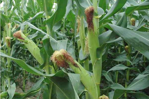 佳270玉米品种简介，适宜播种期春播
