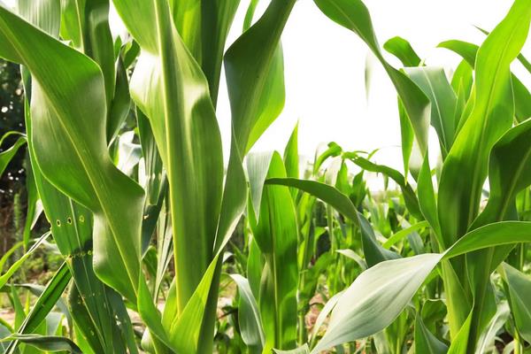 利合2168玉米种子特征特性，密度4500—5000株/亩