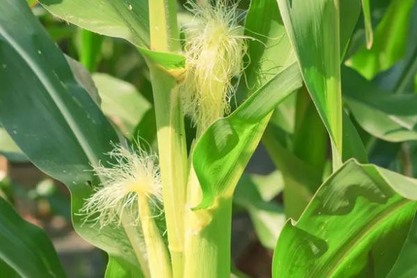 利合2168玉米种子特征特性，密度4500—5000株/亩