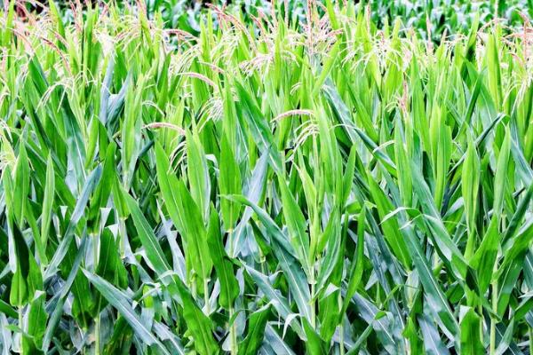 益农2020玉米种子特点，密度4500株/亩左右