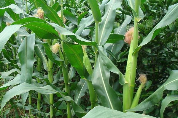 密甜糯17号玉米种简介，适宜播种期4月中旬至6月中旬