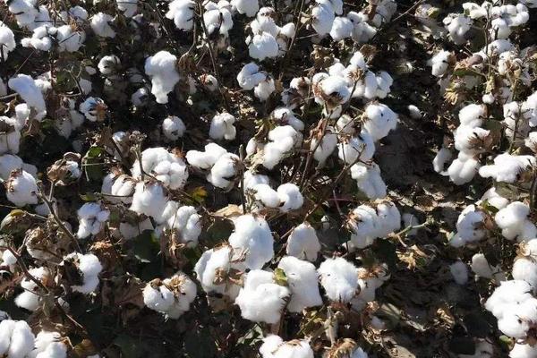 中棉所EM1701棉花种子特征特性，主要防治立枯病