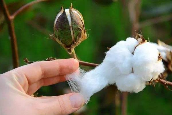 特璞棉118棉花种子简介，草害防治机械中耕除草2—3次