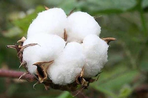 中棉所EM1701棉花种子特征特性，主要防治立枯病