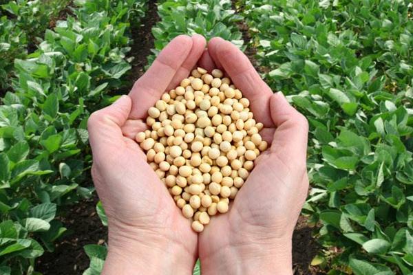 华春12大豆种子特征特性，生育期平均96.0天