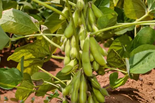 华春12大豆种子特征特性，生育期平均96.0天