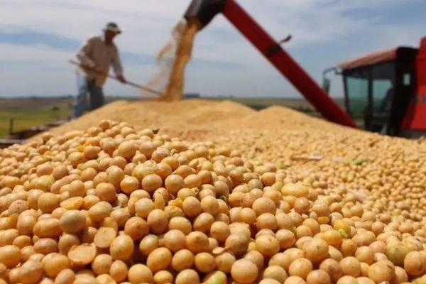 南农60大豆种子介绍，中等肥力地块3万—5万株/亩
