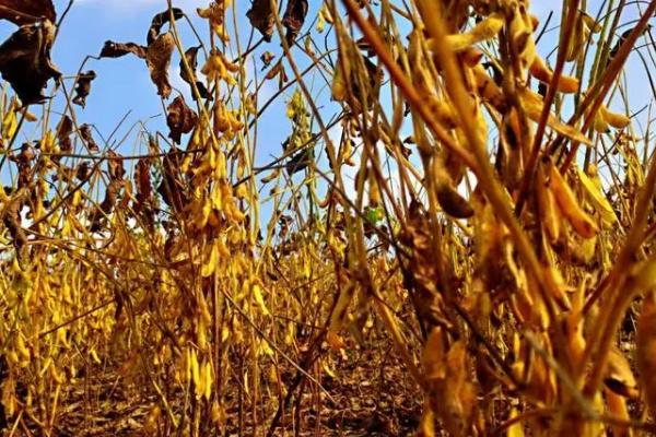 中黄615大豆品种的特性，低肥力地块4万株/亩