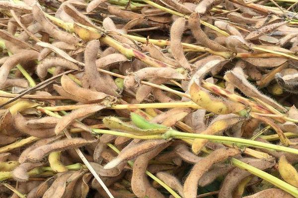 中黄615大豆品种的特性，低肥力地块4万株/亩