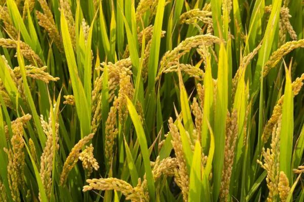 嘉优中科20-10水稻种子介绍，一般5月下旬—6月上旬播种