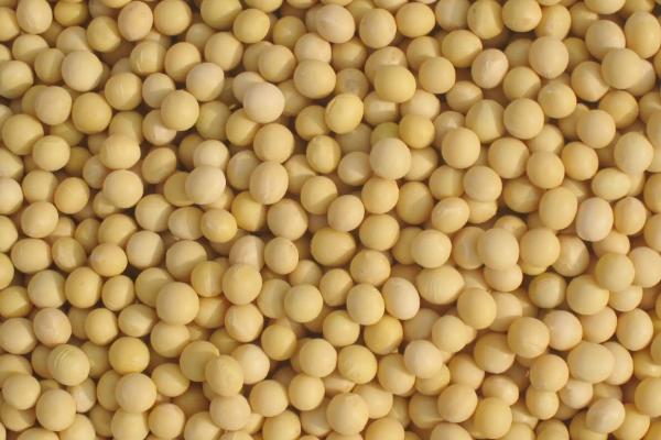 星农25号大豆品种的特性，中等肥力地块7万株/亩