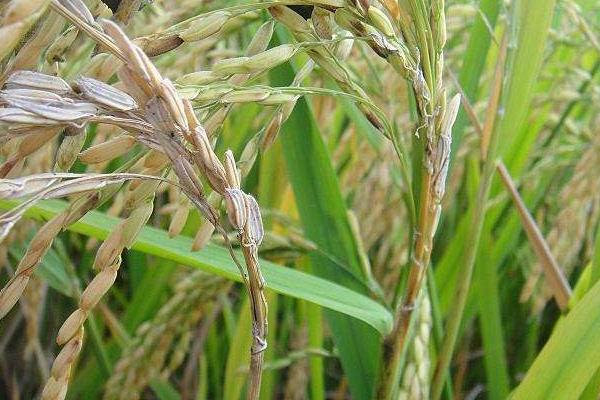 嘉优中科20-10水稻种子介绍，一般5月下旬—6月上旬播种
