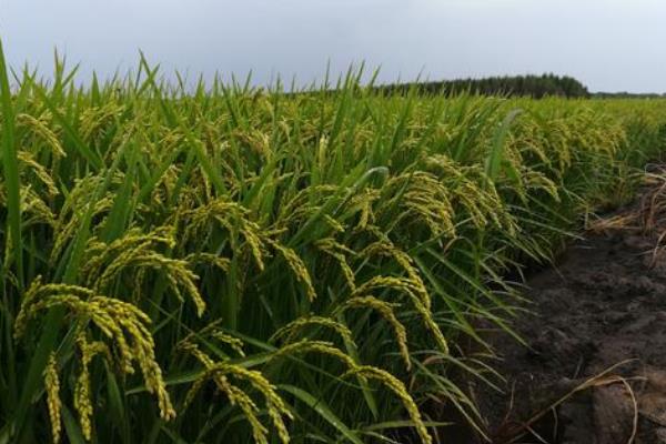 之两优中丝占7号水稻品种简介，一般6月中旬—6月下旬播种