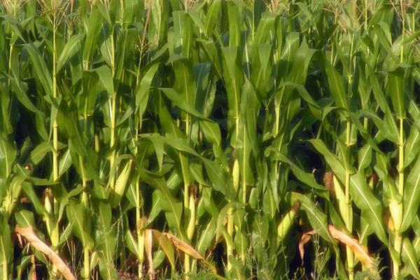 先玉2007玉米种子简介，密度4500株/亩左右