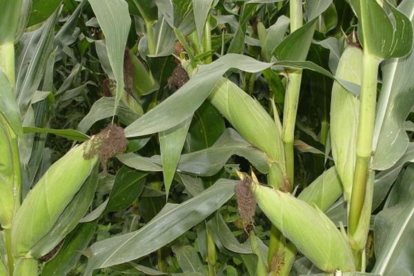嘉图190玉米种简介，6月上旬至中旬播种