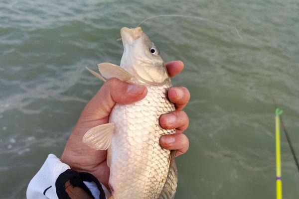 夏天钓鲤鱼用什么漂，要根据实际情况选择合适的漂