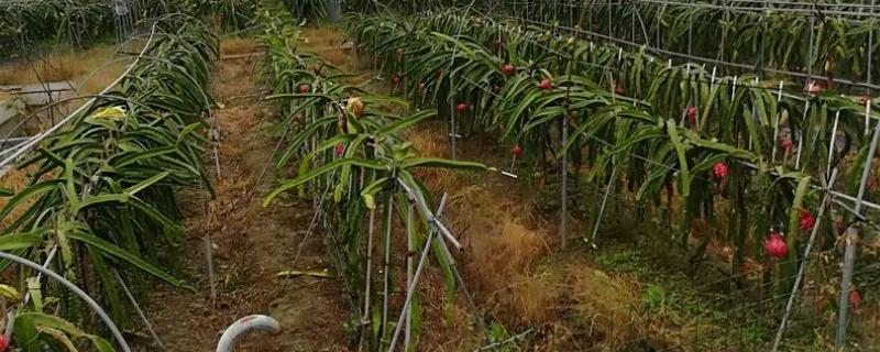 火龙果花期管理要点，要合理疏花并人工辅助授粉