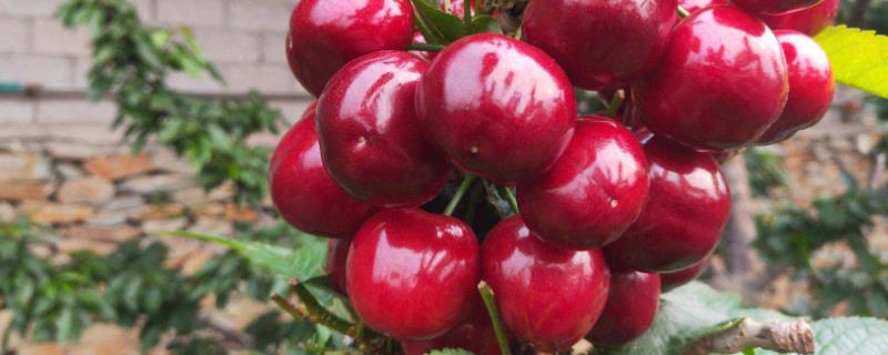 塔玛拉大樱桃品种介绍，体型较大且耐长途运输