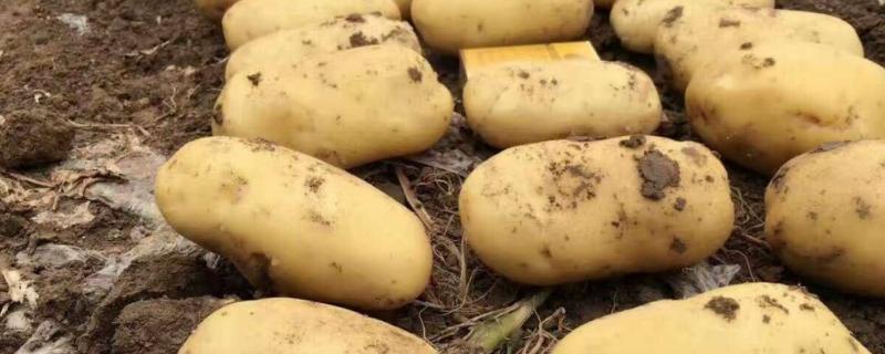 土豆的种植技术，选择健康完整且上面有较多芽头的土豆栽种