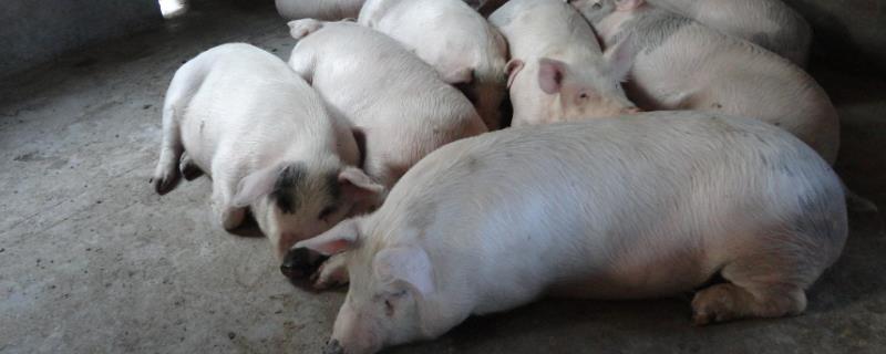 育肥猪拉黑稀的原因，可能是患有猪回肠炎