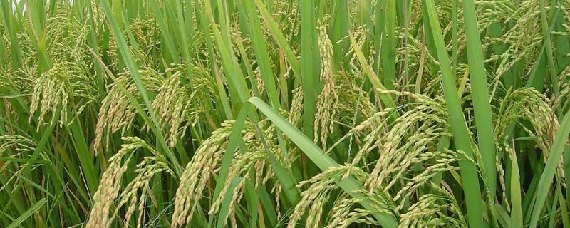 丰优825水稻品种简介，该品种基部叶鞘绿色