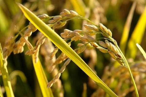 丰优825水稻品种简介，该品种基部叶鞘绿色