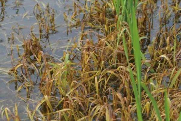 深两优纯壮水稻品种的特性，该品种基部叶鞘绿色