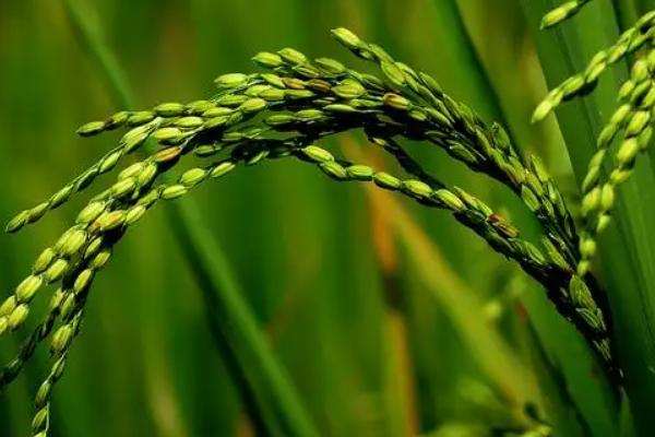 深两优纯壮水稻品种的特性，该品种基部叶鞘绿色