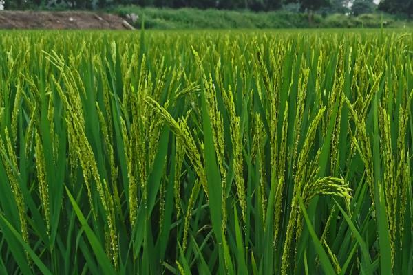 德优9516水稻种简介，该品种基部叶鞘绿色