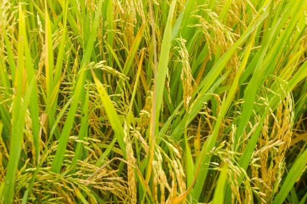 忠优壮苗水稻种简介，综合防治病虫害