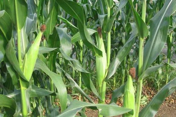 丰歌玉958（区试名称：碧玉11号）玉米种子特征特性，播种前要犁耙好地