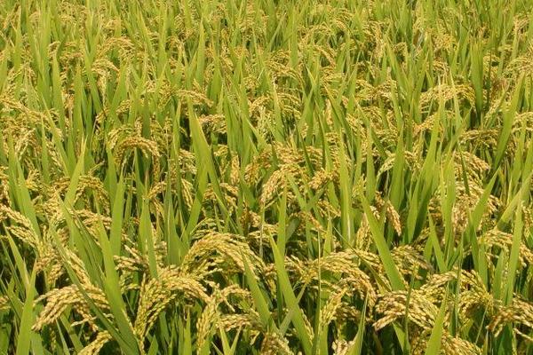 川种优3107水稻品种的特性，全生育期为154.3天