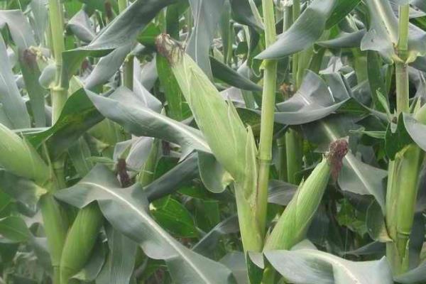 丰歌玉958（区试名称：碧玉11号）玉米种子特征特性，播种前要犁耙好地