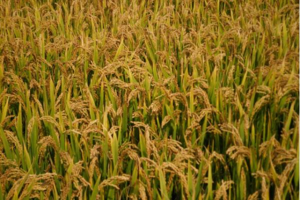 明1优164水稻品种简介，全生育期为152.2天