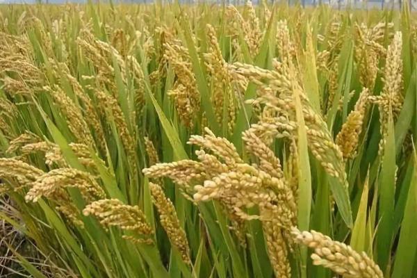 南粳60（区试名称：宁6613）水稻品种的特性，适宜栽插密度6~2万穴/亩
