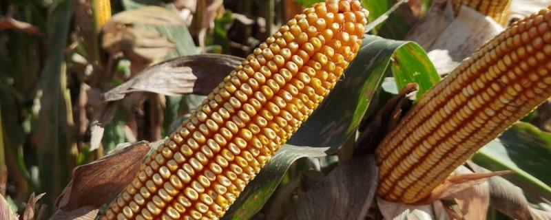 曲辰44号玉米品种简介，密度在4000株/亩为宜
