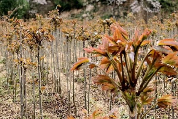 香椿适合在哪里种植，适合在平均气温8-10℃的地区种植