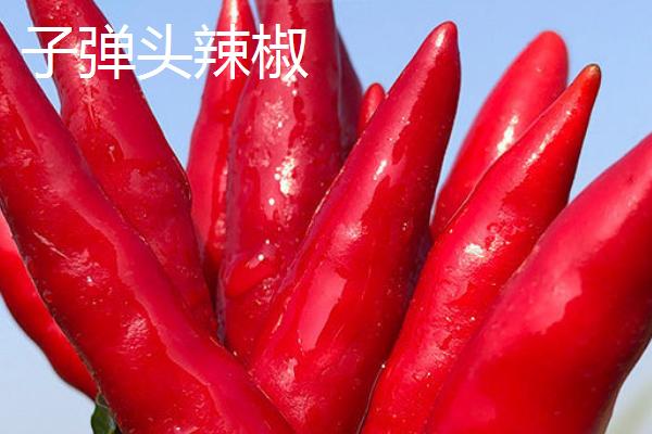 子弹头辣椒和辣椒王的区别，外观、口感和食用方式均不同